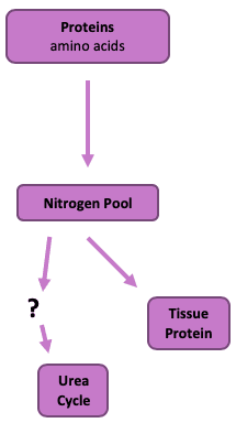 Amino acids undergo degradation and send NH 3 to the ____ cycle.