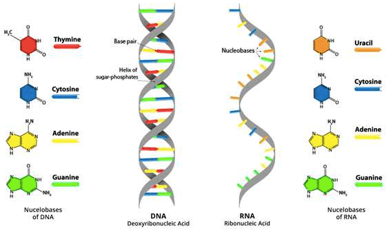 RNA uses a ribose sugar and uses uracil instead of thymine