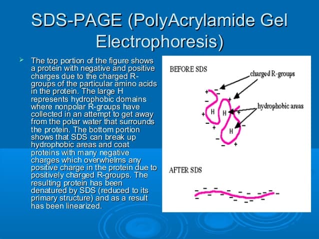 Sodium dodecyl sulfate (SDS) denatures proteins and gives them a uniform negative charge.