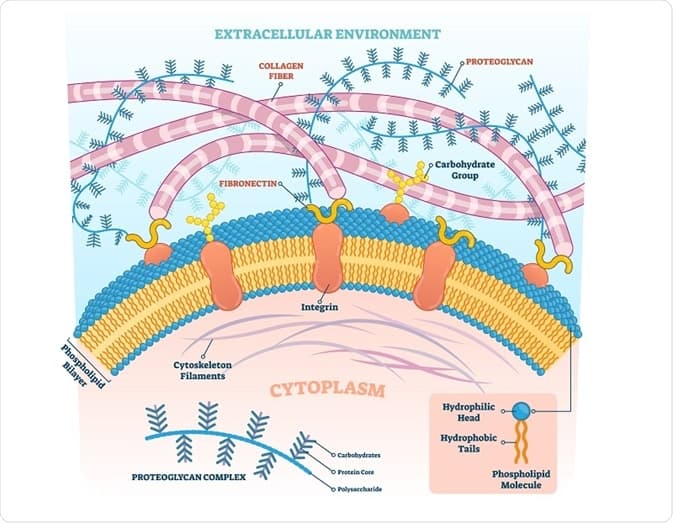 image.axd: Proteoglycans are also a mixture of proteins and carbohydrates, that are bound to glycosaminoglycan.
