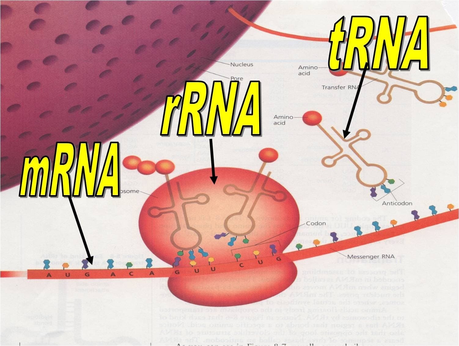 rRNA: Ribosomal RNA makes up the ribosome and is enzymatically active