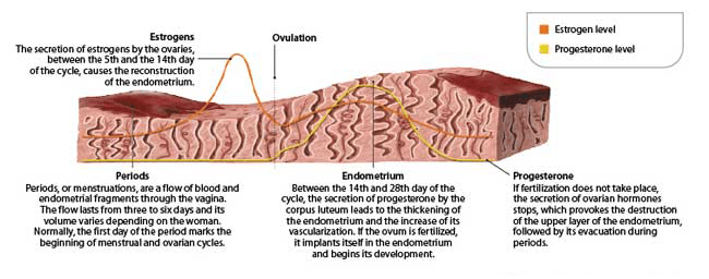 In adults, estrogens lead to the thickening of the lining of the uterus (endometrium) each month in preparation for the…
