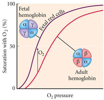 Fetal hemoglobin (HbF) does not have a β subunit so 2,3-BPG has less of an affect.