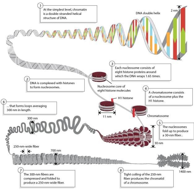 DNA is further wound from histones into linear strands called chromosomes.