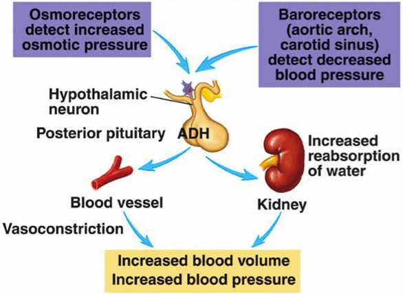 ADH increases blood pressure