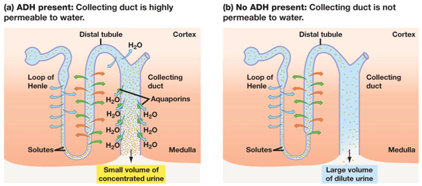ADH is a hormone that increases permeability of the collecting duct to H 2 O , which increases H 2 O reabsorption.