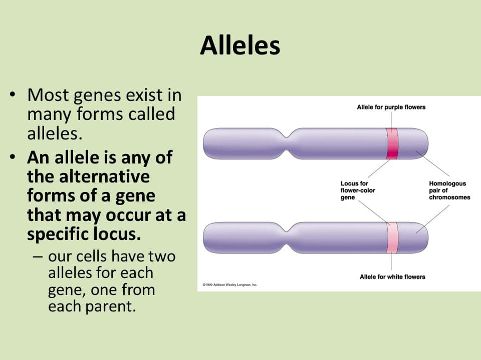 Alleles: A/an allele is a variant form of a gene located at the same position on a chromosome.