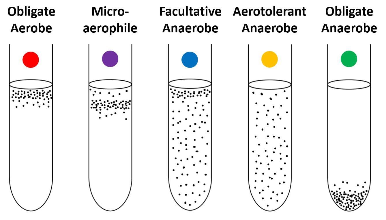 Anaerobes: Obligate aerobes require O 2