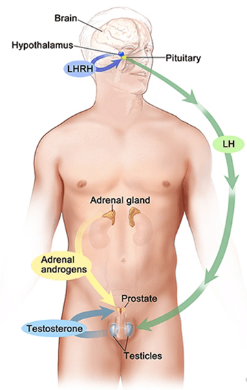 Androgens are a group of hormones that play a role in male traits and reproductive activity .