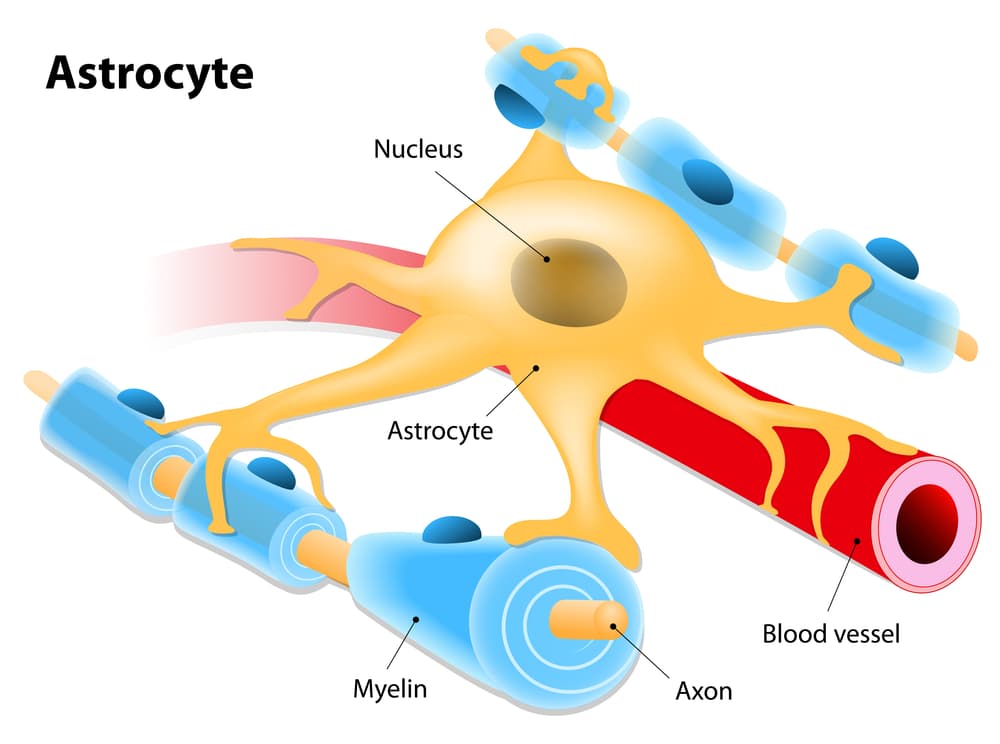 Astrocytes form the blood-brain barrier.