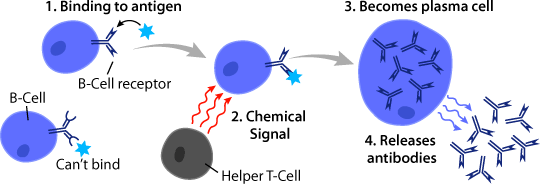 Part of the adaptive immune system , or humoral immunity, B cells are responsible for generating antibodies to specific…