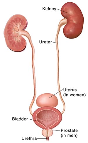 Urine passes from the kidneys , through the ureters, then into the bladder , and then out through the urethra.