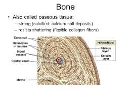 Bone tissue is also known osseous tissue.