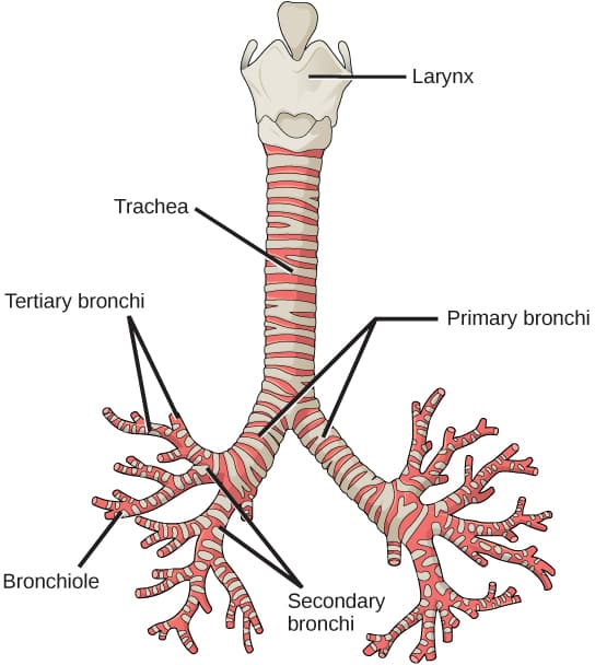 The trachea branches into two primary bronchi.