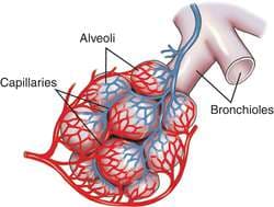 Bronchioles are the smallest of the branches of the bronchi and they end in alveoli.
