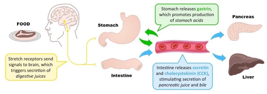 CCK stimulates the gallbladder to release bile into the biliary tree.