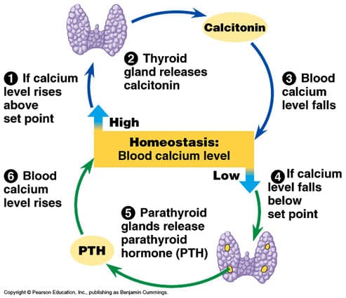 Calcitonin is released by the thyroid gland and builds bone