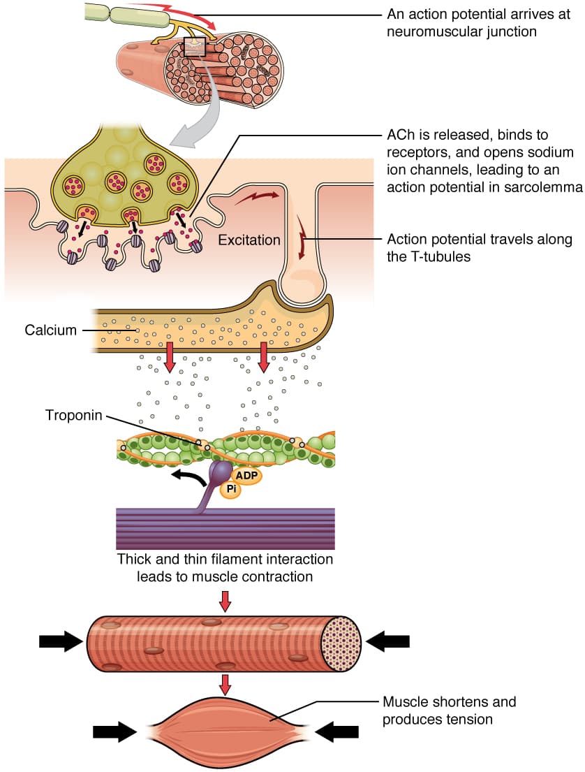 Calcium: In muscle contraction, depolarization spreads down the sarcolemma to the T-tubules, triggering the release of Ca 2+ .