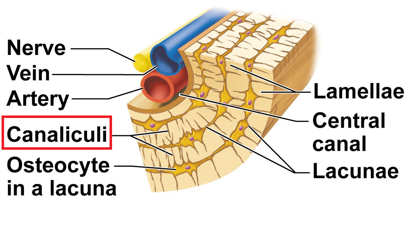 The canaliculi are small channels that link together the lacunae in bones.