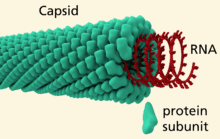 A/an capsid is the protein shell of a virus