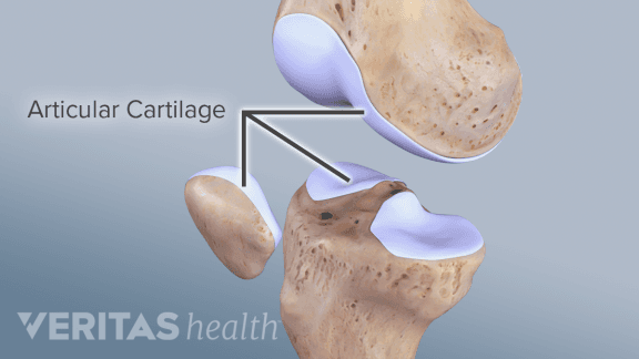 Cartilage is a connective tissue that is firm but flexible and connects bones together.