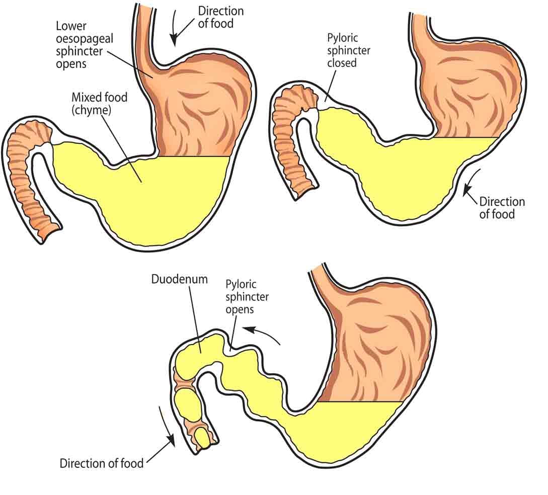 After processing in the stomach , food particles are now called chyme.
