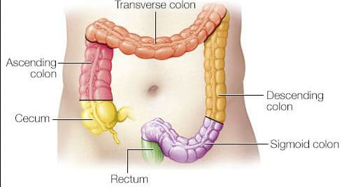 Colon: The cecum is the first part of the large intestine and is an outpocketing that accepts fluid from the small intestine.