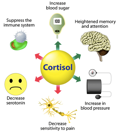 Cortisol increases blood sugar by activating gluconeogenesis.