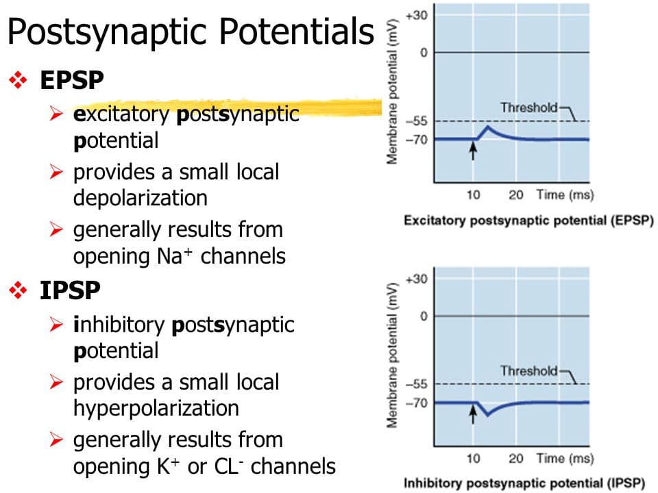 EPSP IPSP: An inhibitory post-synaptic potential (IPSP) hyperpolarizes the cell