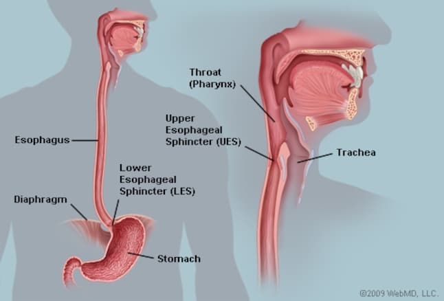 The esophagus is under the following control: Top third: somatic control Middle third: autonomic control Bottom third:…
