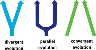 Parallel evolution is the independent evolution of similar traits, starting from a similar ancestral condition.