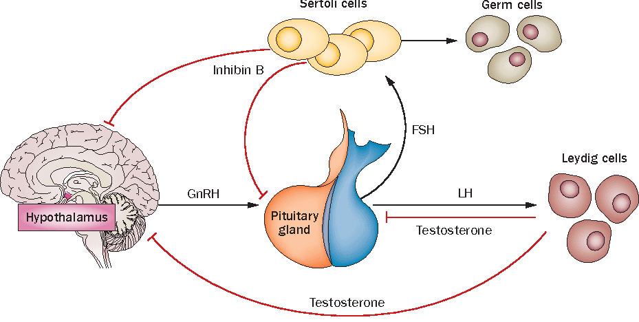 FSH has the following effects: In males, it triggers spermatogenesis and stimulates Sertoli cells . In females, it stim…
