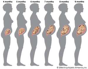Gestation is the period of time between conception and birth .
