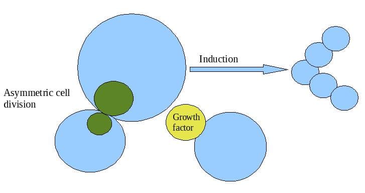 Induction is when a group of cells influence the fate of nearby cells