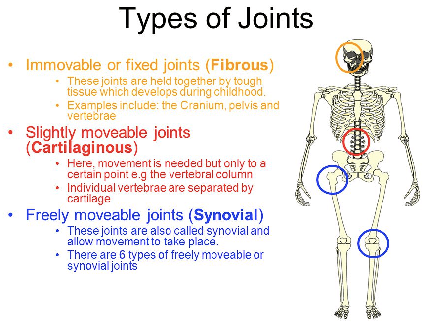Movable joints are strengthened by ligaments and contain a synovial capsule .