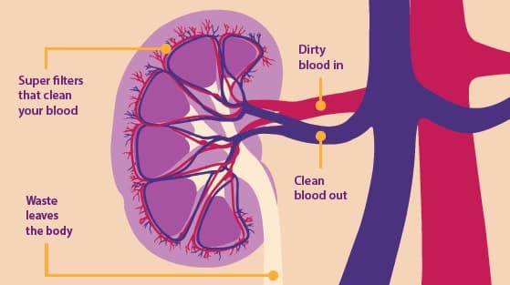 The kidneys are two bean-shaped organs that help the body pass waste as urine and also help filter blood before sending…