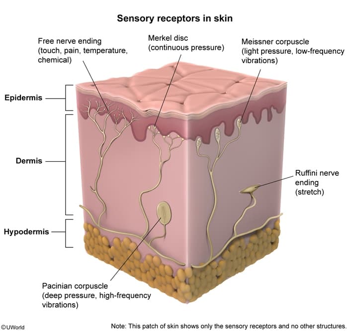 Ruffini endings are responsible for the sensation of the stretch of your skin