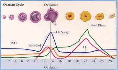 Luteinizing Hormone (LH) induces ovulation in females and, in males, it initiates the production of testosterone.