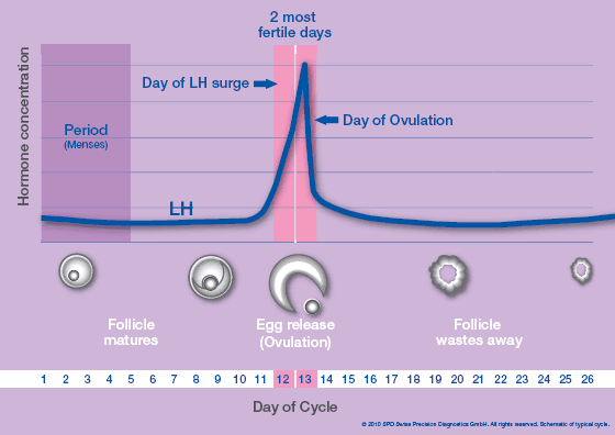 LH is a gonadotropin that induces ovulation.
