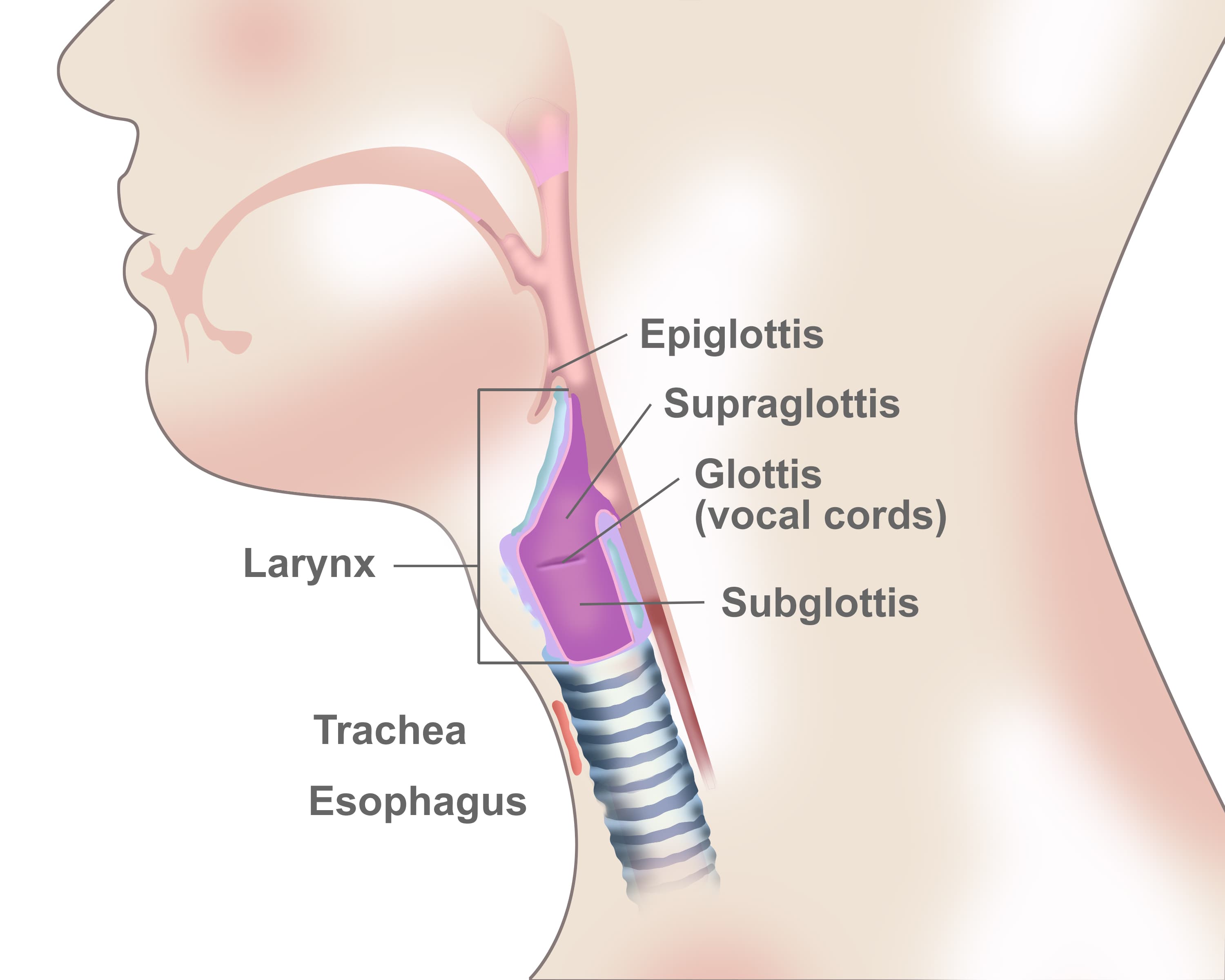 The larynx, also called the voice box, is a hollow, tubular structure connected to the top of the windpipe (trachea) .