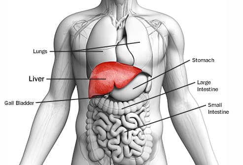 The liver synthesizes bile , albumin and clotting factors .