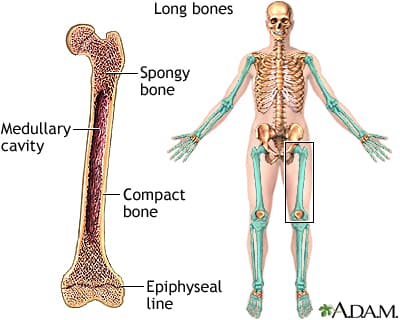 Long bones are hard, dense bones that provide strength, structure, and mobility