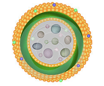 Lysosomes are the demolition and recycling center