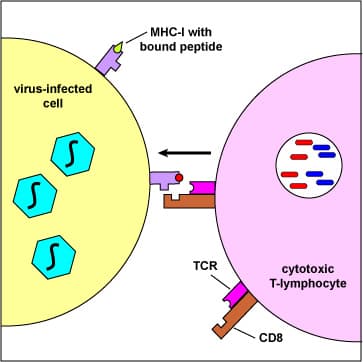 MHC I: MHC-I displays endogenous antigen to cytotoxic CD8 + T-cells .
