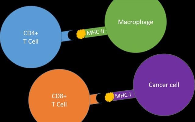 MHC II: MHC-II displays exogenous antigen to helper CD4 + T-Cells .