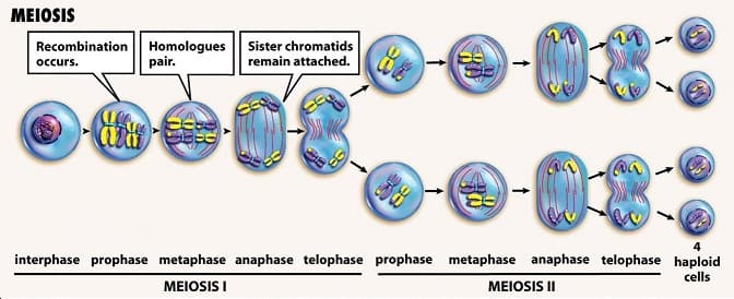 The phases of meiosis : Prophase I Metaphase I Anaphase I Telophase I Prophase II Metaphase II Anaphase II Telophase II