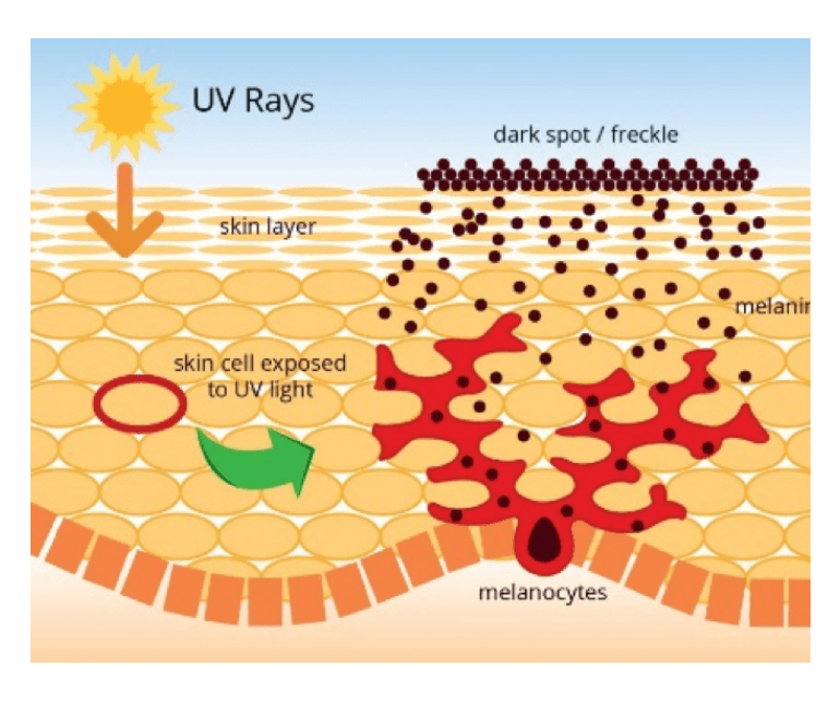 Melanin is produced by melanocytes and protects skin from DNA damage caused by UV radiation.