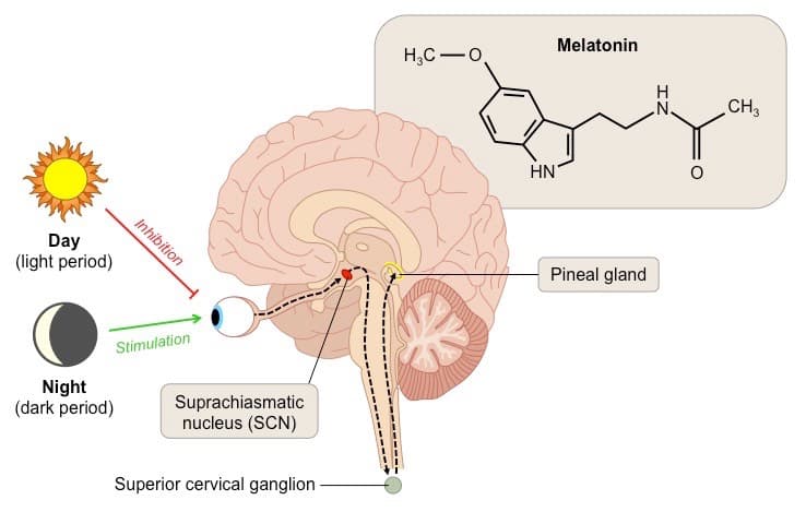 Melatonin regulates sleep / wakefulness and controls the circadian rhythm.