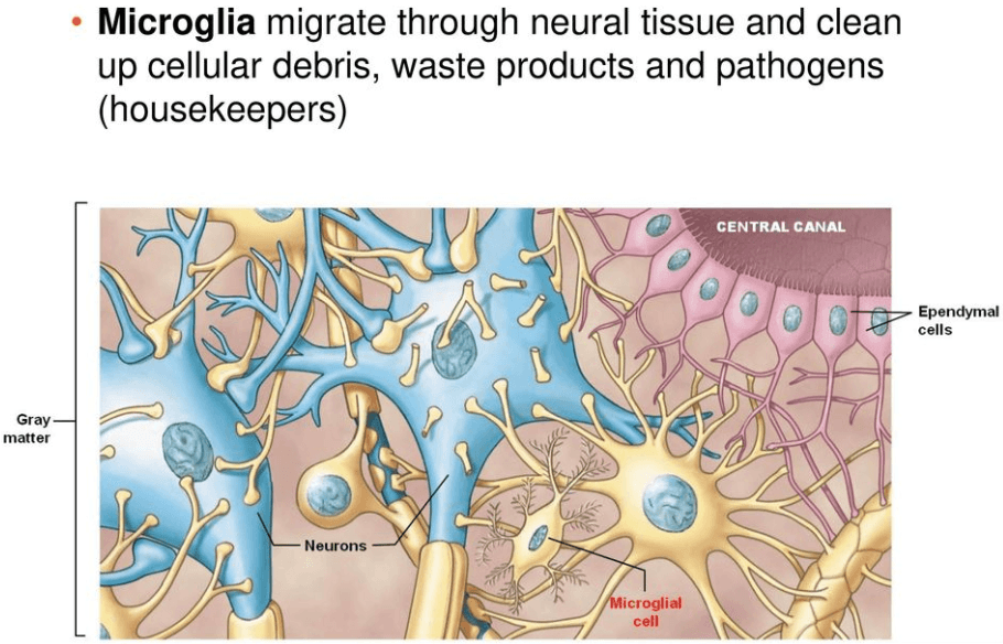 Microglia digest waste in CNS.