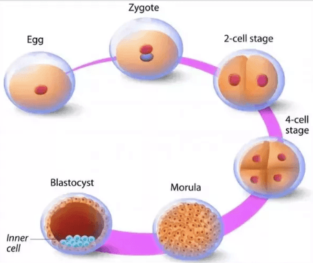A/an morula is a solid ball of cells resulting from division of a fertilized ovum